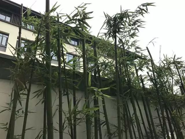 秀洲区新建医院,秀洲区最大医院