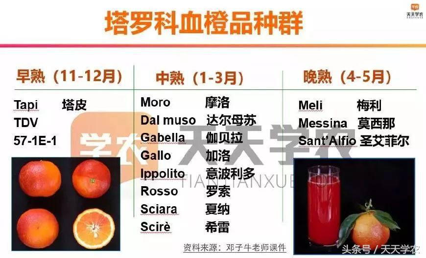 种植露天红美人柑橘前景如何,露天种植红美人柑橘