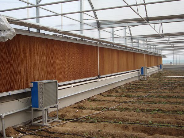 夏天为什么你的温室大棚不能用，而别人家的温室大棚里凉爽宜人