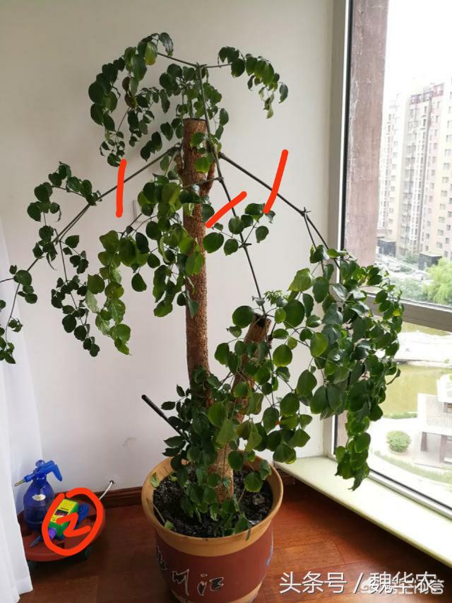 幸福树病虫害家庭防治小方法,幸福树介壳虫发生与防治