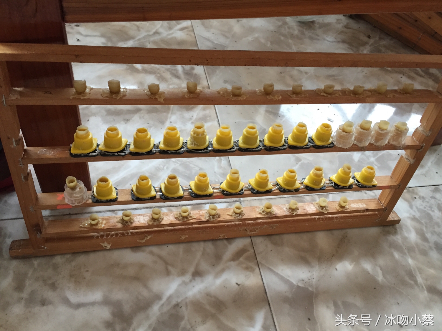 蜜蜂育王技术视频,养蜜蜂造王台方法