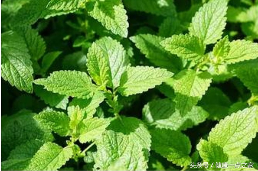 甲状腺功能亢进饮食注意,甲状腺功能亢进病人饮食