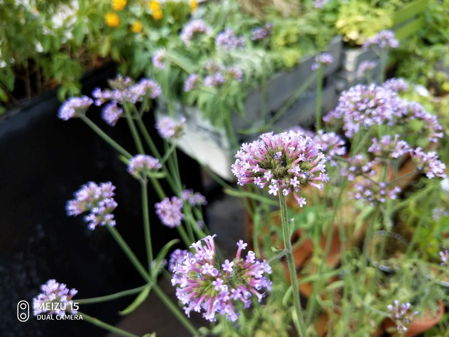 魅族15首发体验图,魅族15系列哪个版本值得买