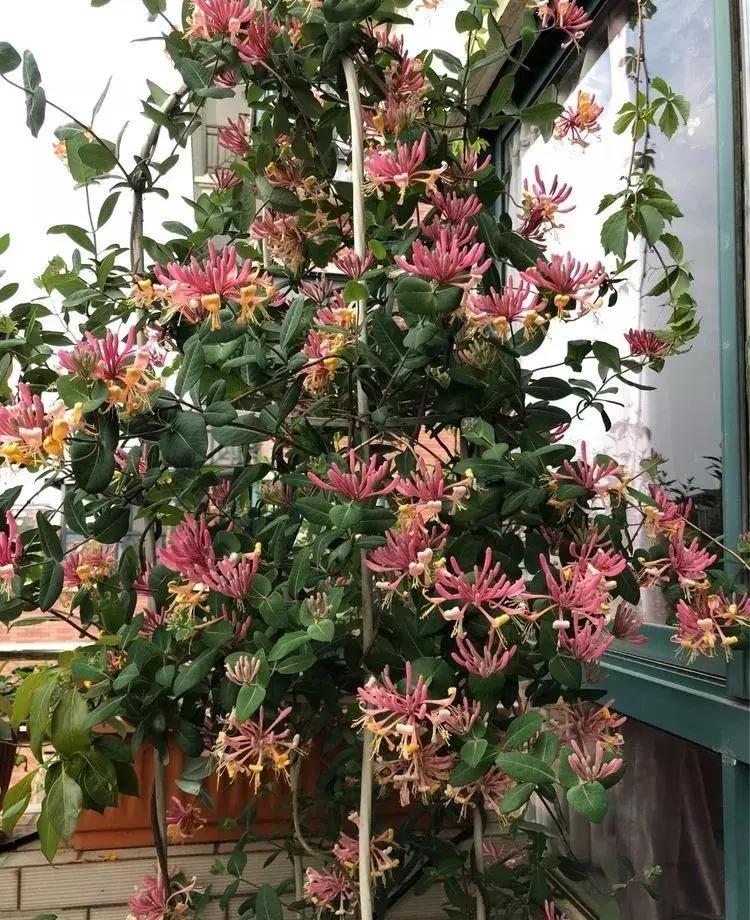 香香的花园自拍杆,香香的花围墙推荐