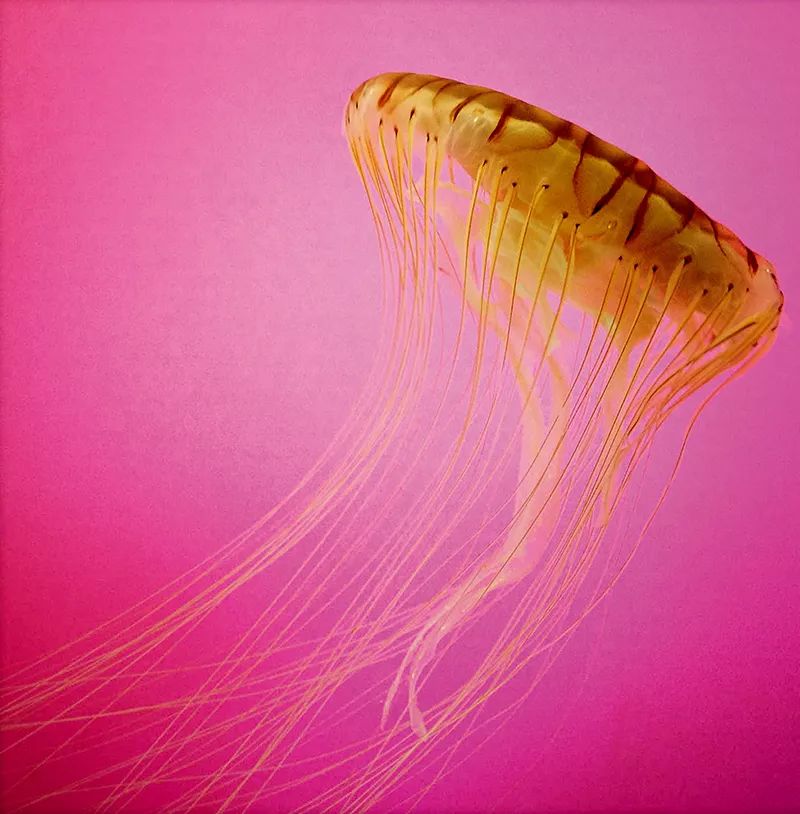 10个干货教你玩转产品摄影,干货分享拍什么视频合适