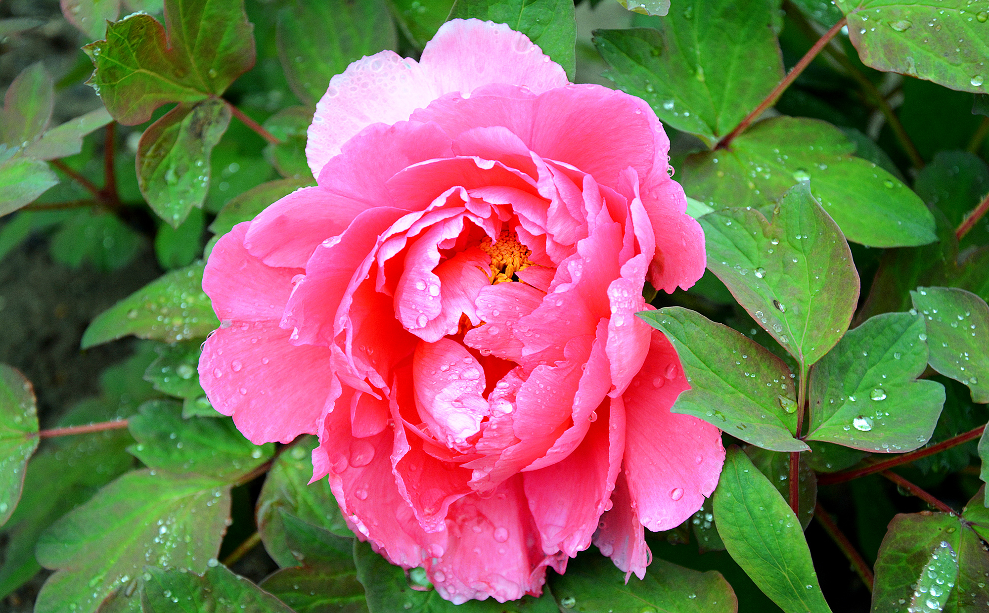 苏州的小桥流水在哪里,苏州比较不错的景点