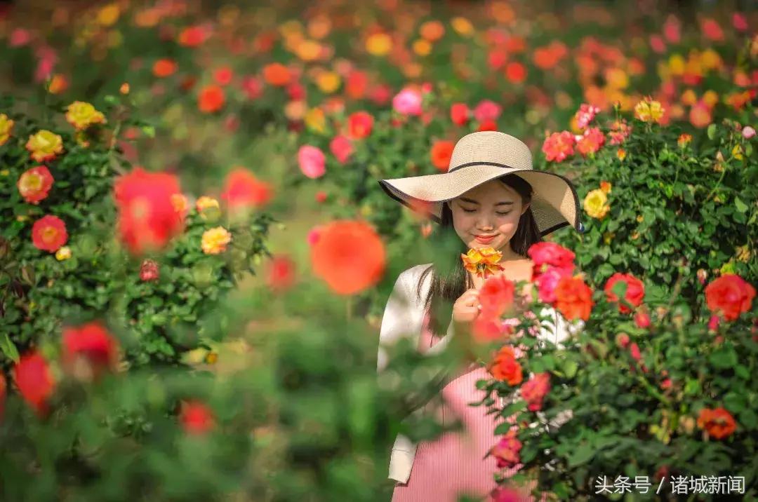 台儿庄古城免费政策包括哪些,台儿庄古城五区一市免费