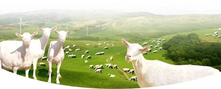 资助国内首个奶山羊救护站，美可高特为了啥？