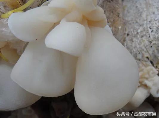 玉木耳种植前景如何,玉木耳生长条件