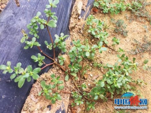 江门人喜欢用来做汤的野菜,广东人煲什么野菜好吃