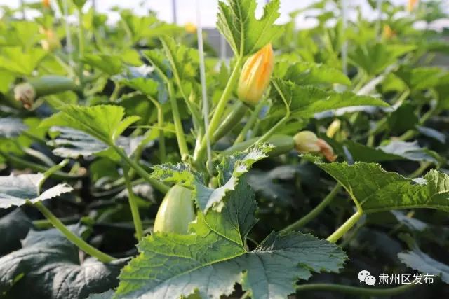 荒滩变成花海乡村富了百姓笑了,荒滩变成基本农田