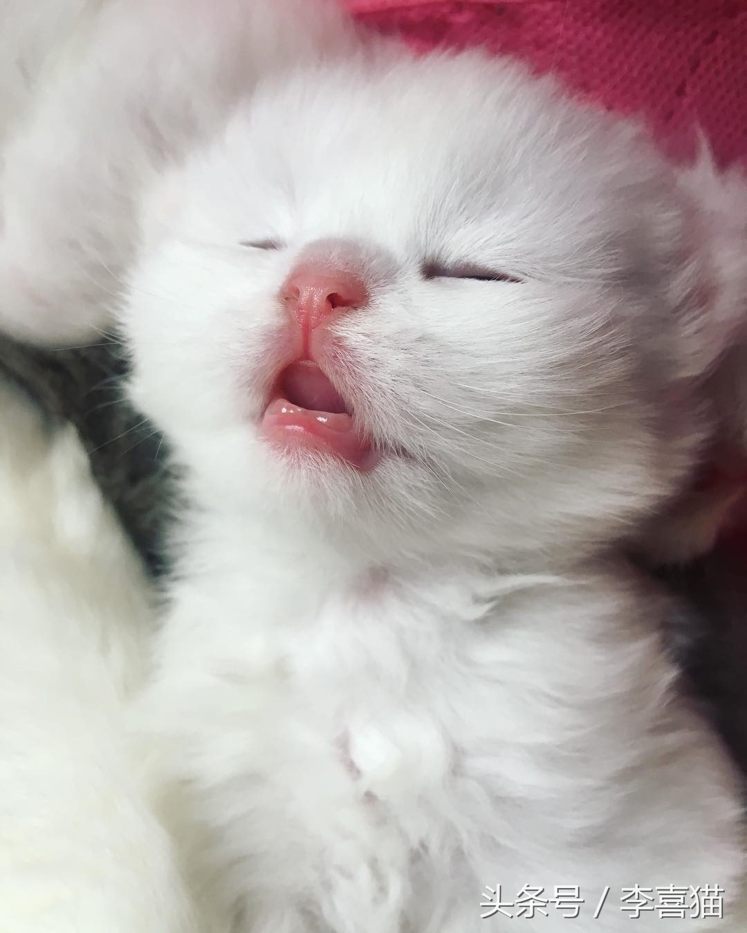 毛绒绒不咬人的宠物,除了猫狗之外的小宠物推荐一下