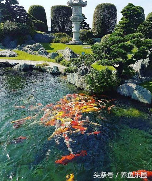 锦鲤正确喂食的方法,锦鲤各个季节喂食方法