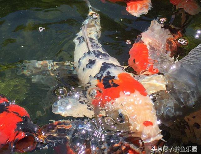 锦鲤正确喂食的方法,锦鲤各个季节喂食方法