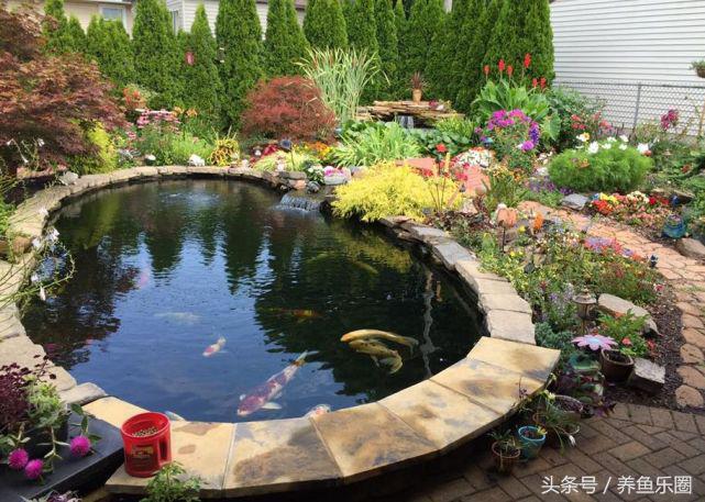 锦鲤正确喂食的方法,锦鲤各个季节喂食方法