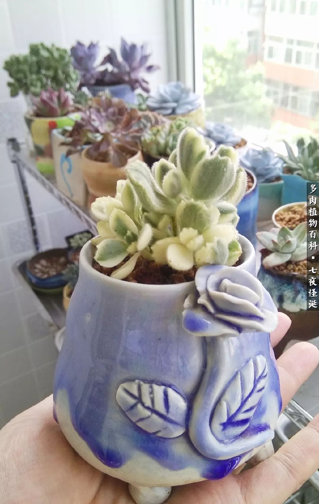 怎样做多肉盆手工,在家怎么制作多肉盆