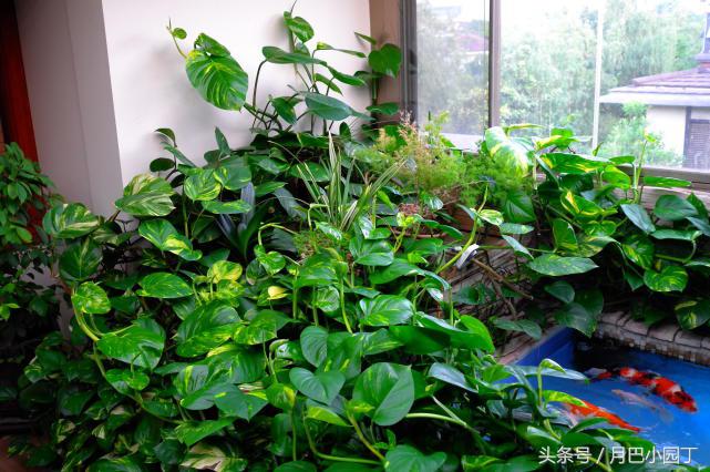 怎么用水养绿萝绿萝才长得快,家里养的绿萝不爆盆底部长满根