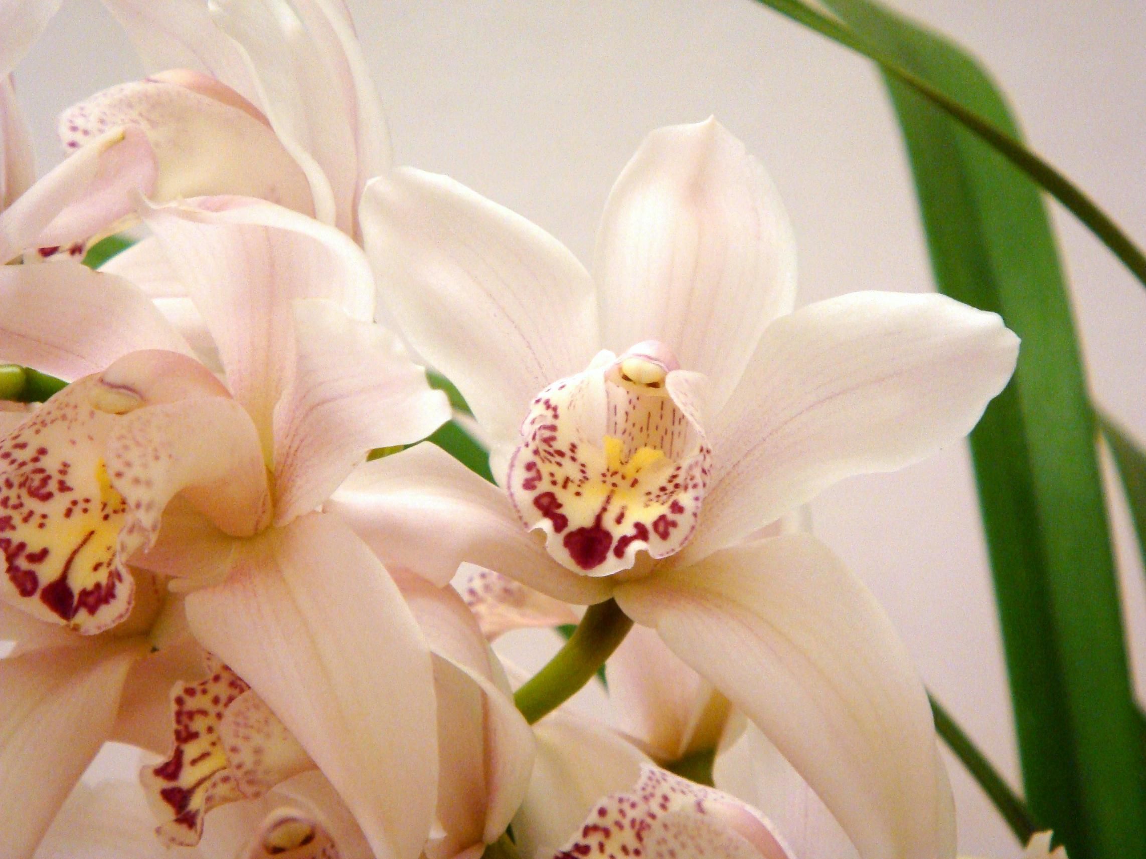 大唐盛世兰花叶尖焦黄,兰花叶尖焦黄发黑可以用多菌灵吗