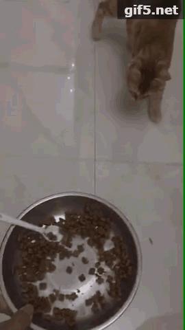 铲屎官必看养猫人最怕的3件事 (橘猫被铲屎官坑惨啦)