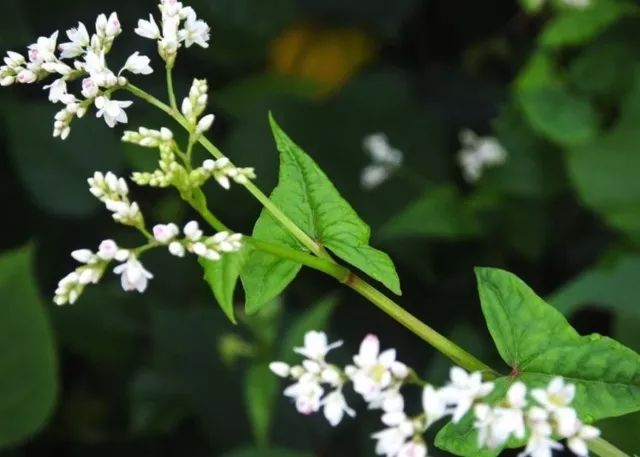 百草园有什么药草,百草园里面都有什么草