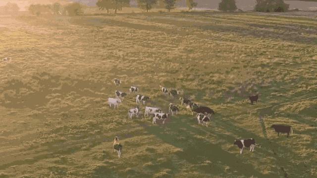 一条货架｜来自澳大利亚的“德运”奶粉；收起来只有巴掌大的拖鞋