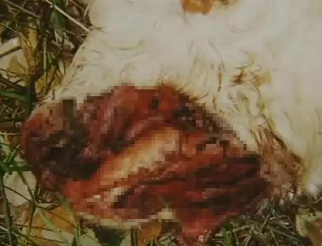 澳洲未解之谜，它又出现了！幽灵猫现，必有血案！