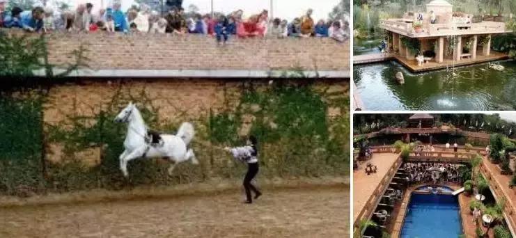 澳洲未解之谜，它又出现了！幽灵猫现，必有血案！