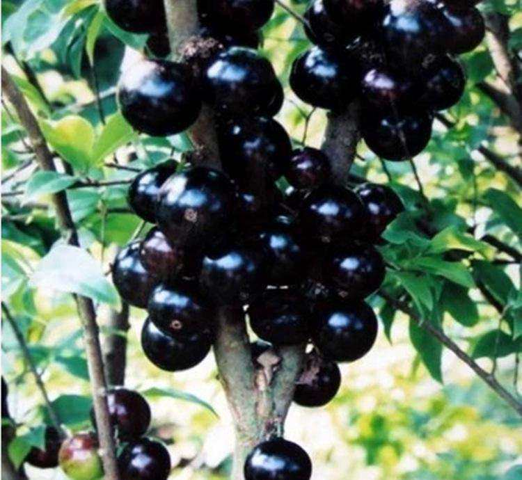 热带水果珍宝果,珍宝果属于什么水果