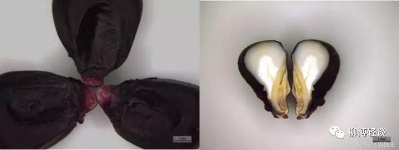 黑玉米是转基因的吗怎么煮,黑玉米是转基因食品吗