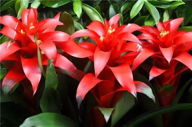 多肉绿植浇水的正确方法,多肉植物养花知识大全与技巧