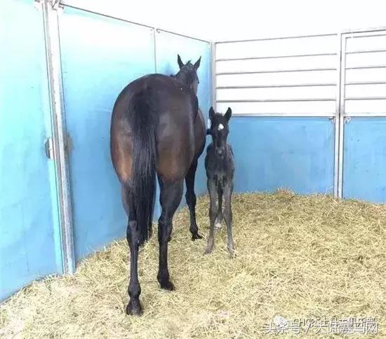 内蒙古伊泰大漠马业在哪里,内蒙古伊泰大漠马业