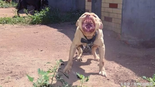 纯种比特犬能打过狼吗,比特犬对战野狼