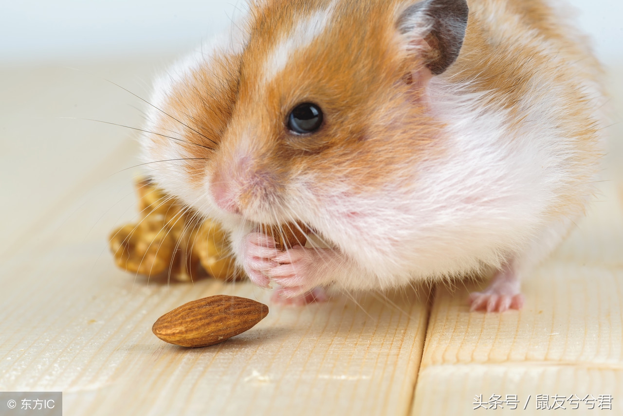 小仓鼠怎么避免生病或死亡,生病仓鼠饮食注意什么问题