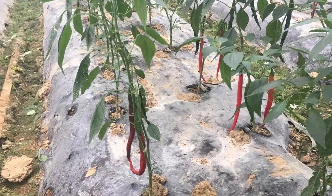 靠这些奇特“果果”也能致富？科技扶贫如有神助！