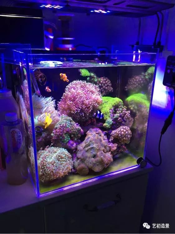 海缸方缸最合适的尺寸,超大海缸开缸教程新手入门