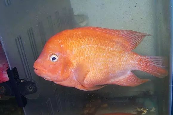 闆岄泟楸肩殑姝ｇ‘閰嶅鏂规硶,绉嶉奔濡備綍閰嶅