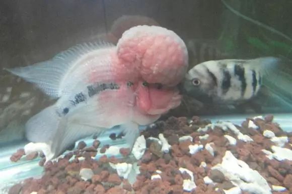 闆岄泟楸肩殑姝ｇ‘閰嶅鏂规硶,绉嶉奔濡備綍閰嶅