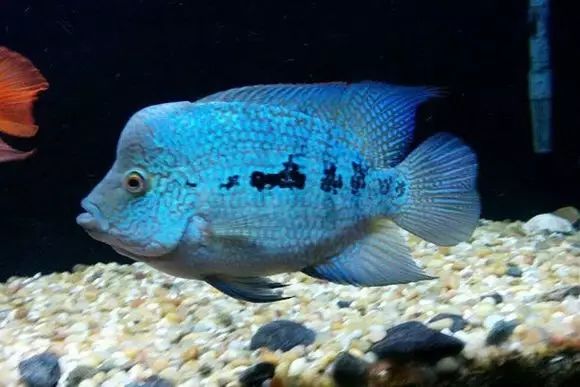 闆岄泟楸肩殑姝ｇ‘閰嶅鏂规硶,绉嶉奔濡備綍閰嶅