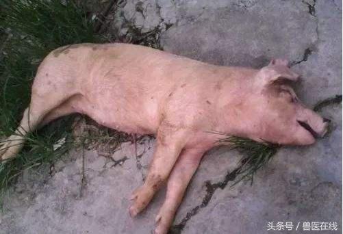 猪中暑后，千万不要乱打针！这里有治疗小妙招！养猪场收藏！
