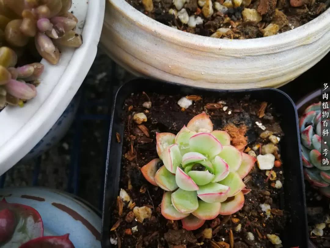 10种养不死的多肉新手的首选,露养多肉的100种方法