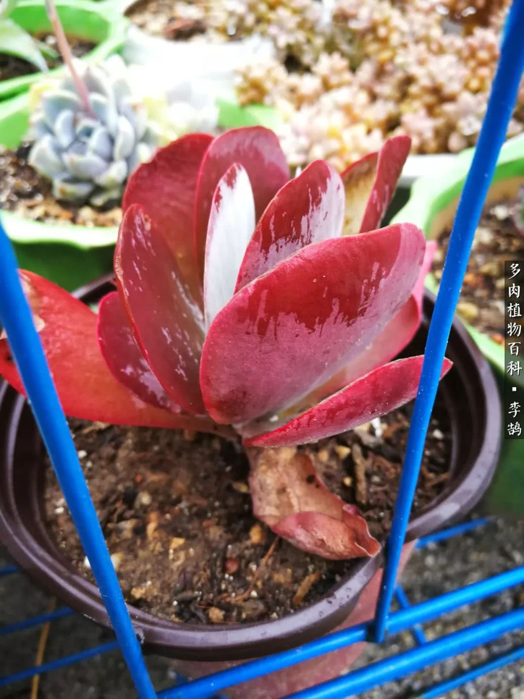 10种养不死的多肉新手的首选,露养多肉的100种方法