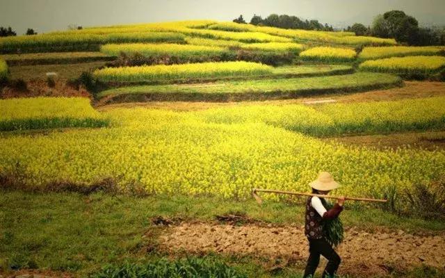 农民怎样申请农业家庭农场,农业合作社家庭农场申报项目