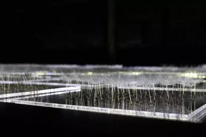 日本木雕艺术家蒲公英,巨型蒲公英雕塑造型唯美