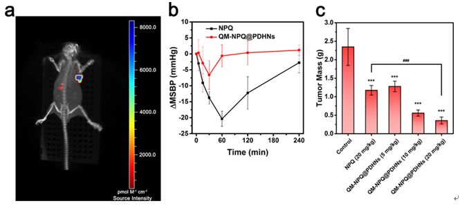AdvMat封面：华东理工大学NO纳米药物实现高效低毒癌症治疗