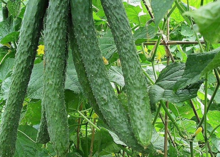 宝宝起痱子了怎么快速消除,小儿长痱子的最快治疗方法