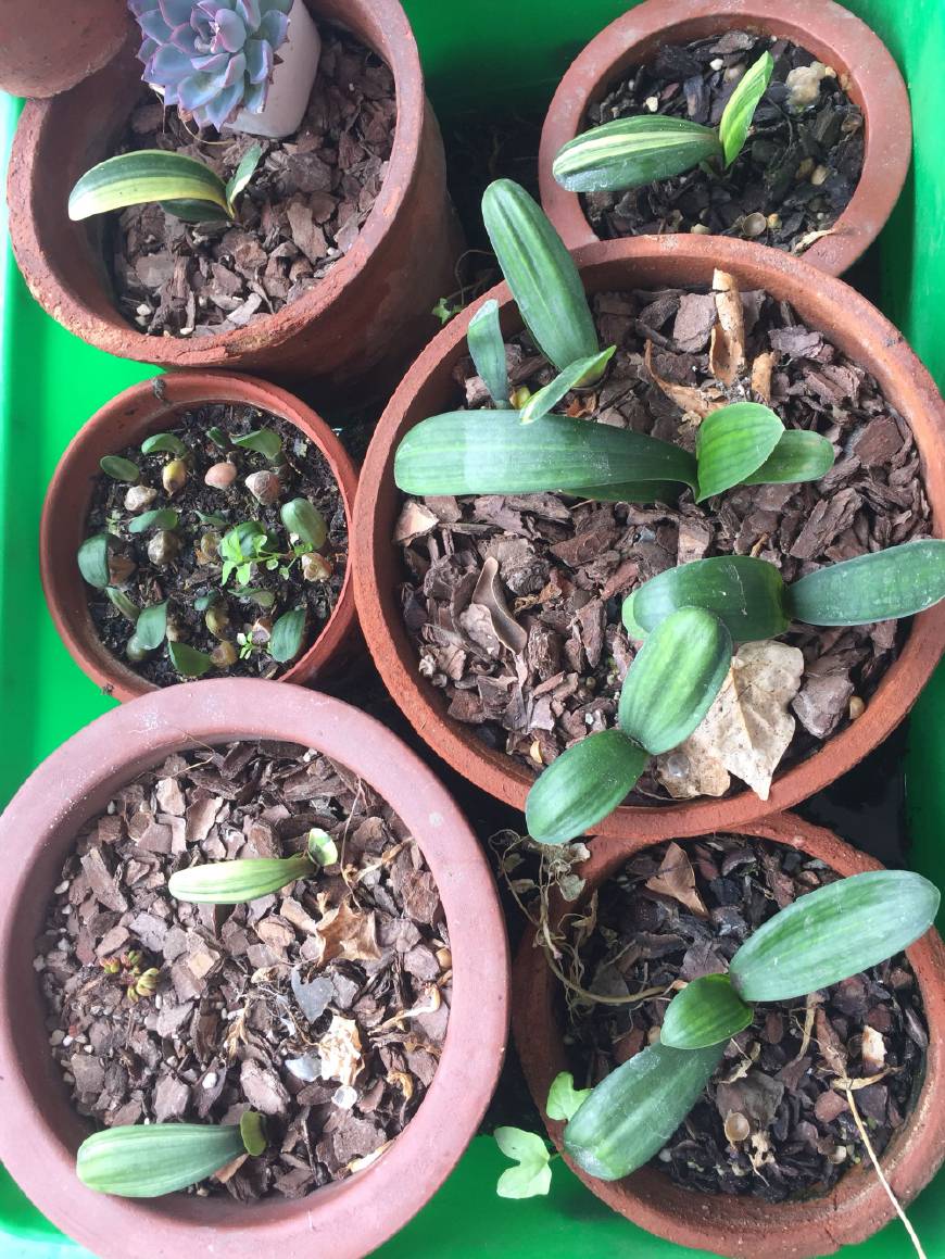 君子兰怎么养才能让它快速开花,养君子兰用什么方法开花快