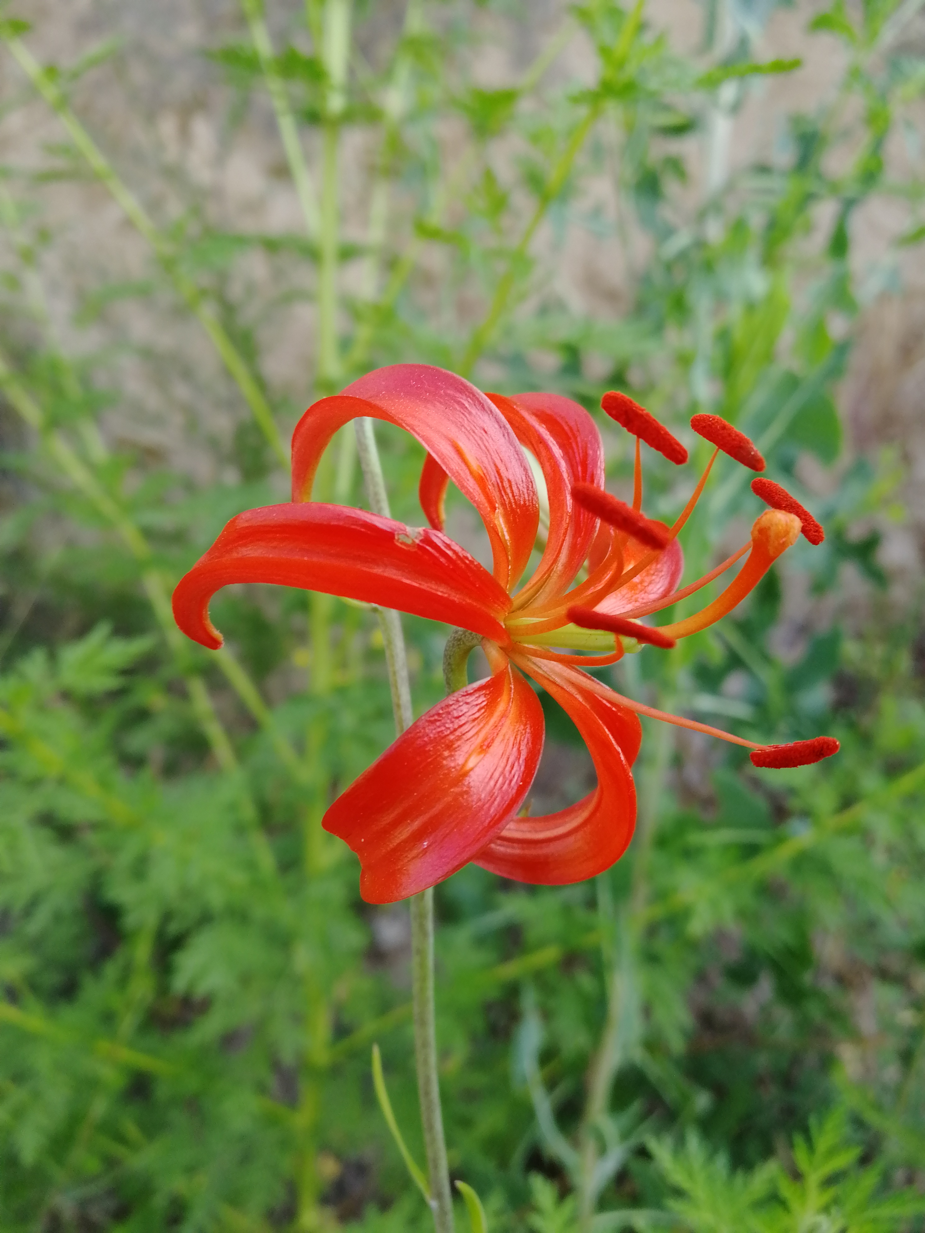 山丹丹开花红艳艳抖音素材,山丹丹花开红艳艳文字