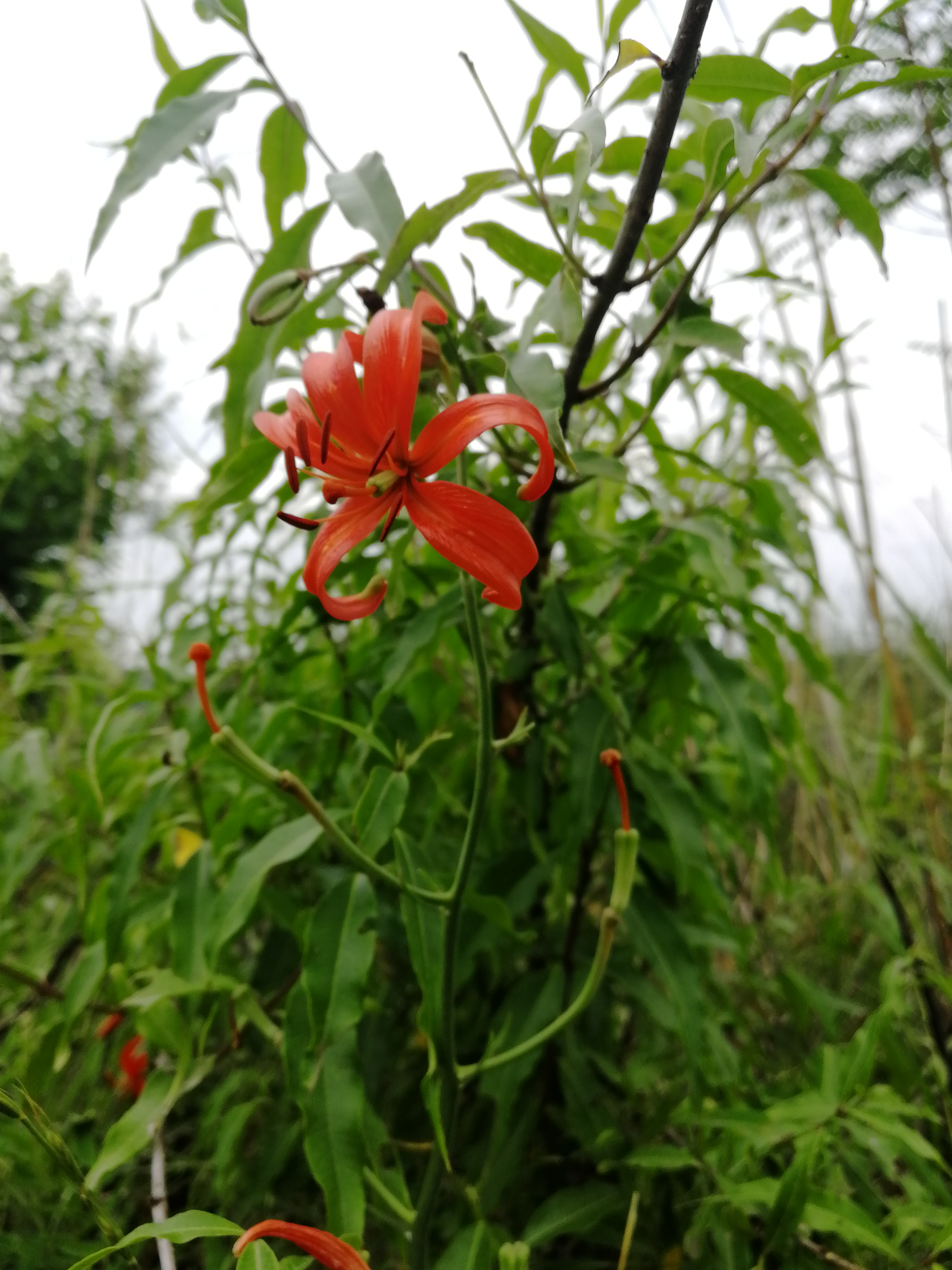 山丹丹开花红艳艳抖音素材,山丹丹花开红艳艳文字