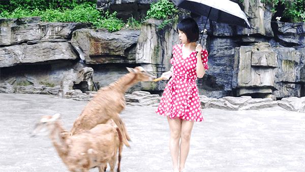 前方高能！疯狂动物城有猛兽出没，请保管好自己的小心脏！