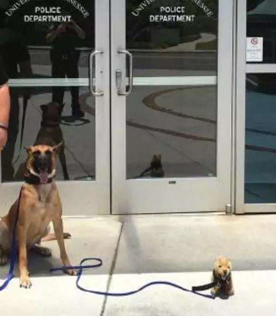 “带狗上班日”这只警犬就带着它的宠物狗狗来上班了……